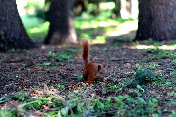 squirrel