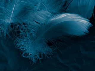 Beautiful abstract colorful white and blue feathers on black background and soft white feather texture on blue pattern and blue background, feather background, blue banners