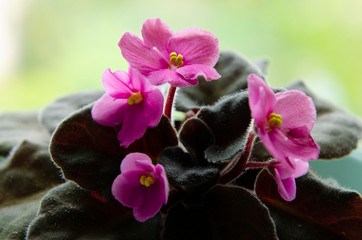 pink violet blooming