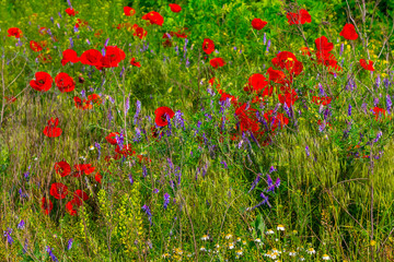 wild flowers in a green grass, outdoor summer prairie background