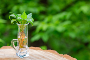 Green plant with succulent leaves and roots in a glass with water