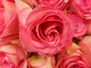 pink roses background