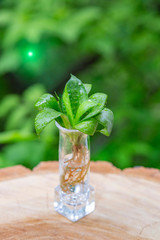 Green plant with succulent leaves and roots in a glass with water
