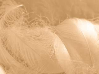 Obraz premium Beautiful abstract white and brown feathers on white background and soft yellow feather texture on white pattern and yellow background, feather background, gold feathers banners