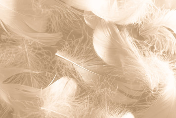 Beautiful abstract white and brown feathers on white background and soft yellow feather texture on white pattern and yellow background, feather background, gold feathers banners