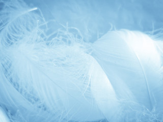Obraz premium Beautiful abstract colorful white and blue feathers on white background and soft white feather texture on blue pattern and blue background, feather background, blue banners