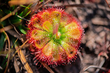 Macro photo of sundew, insectivorous plants. Which has the scientific name Drosera. Indicate the abundance of nature