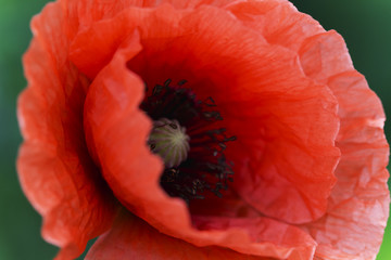 Close-up of red papaver rhoeas red poppy flower. Macro photography of nature. Soft focus