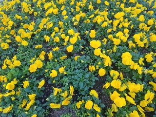 yellow flowers background