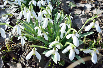 snowdrops in the forest