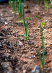 A row of chives, agriculture