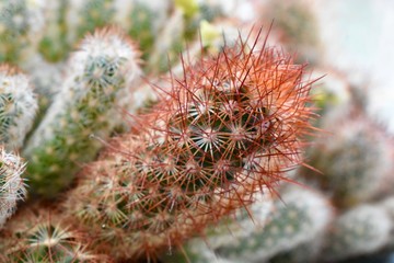 cactus plant with red spikes 