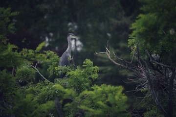 Grey heron nesting in the treetops