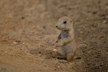Black-tailed prairie dog (Cynomys ludovicianus)