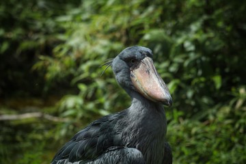 Shoebill (Balaeniceps rex) standing surrounded by plants