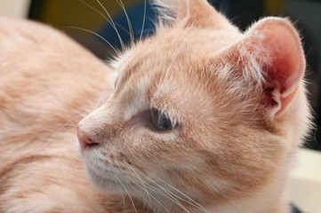 adorable tabby striped red cat sitting on table and looking away in kitchen