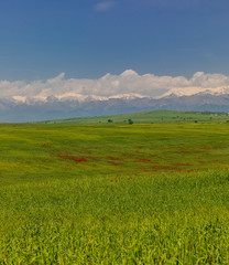 Fototapeta premium Blooming poppy fields in the spring in the mountains