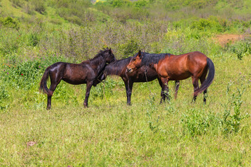 Grazing horses on a field in spring