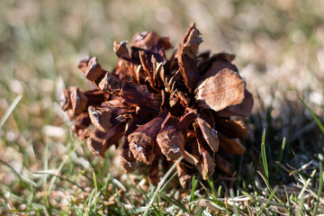 pinecone in the grass