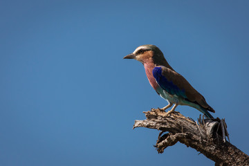 A colorful lilac-breasted roller sitting on tree during safari in Tarangire National Park, Tanzania.