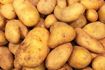 A pile of white, variously shaped, young, unwashed potatoes lies on the counter in the store.