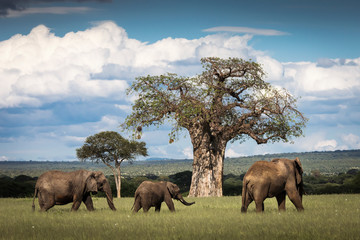 Beautiful elephants during safari in Tarangire National Park, Tanzania with trees in background. - obrazy, fototapety, plakaty