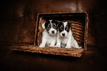 two jack russell terrier puppies posing together in a basket