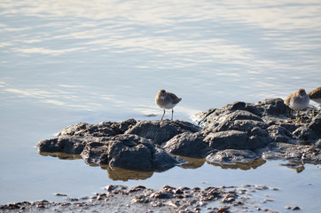 bird on beach rock
