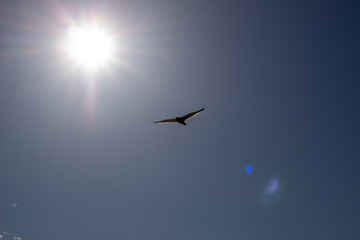 seagull flying to the sun