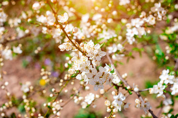 Fresh bright white flowers of blossoming asian cherry in the garden in spring close up.