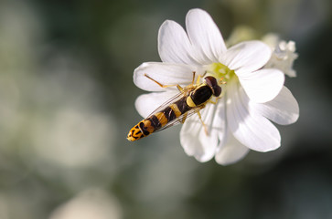 Le syrphe, une mouche déguisée en guêpe butine