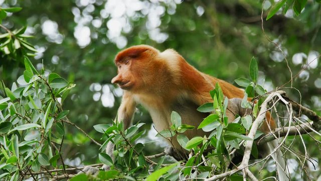 Angry female proboscis monkey in the wild, sitting on tree,grins teeth, looking around at Bako National Park, Borneo. Wild nature stock footage.