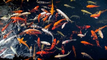 Beautiful traditional japanese pond with koi carp fishes