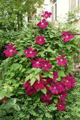 Fototapeta na wymiar Clematis vine with plenty of burgundy beautiful and fresh flowers in the garden, in spring