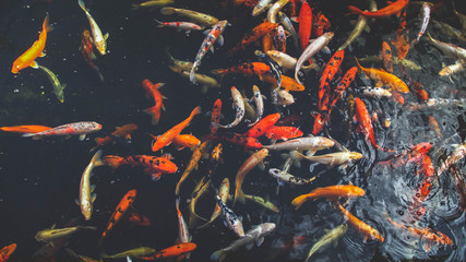 Toned image of koi carp fishes swimming in pond at asian traditional garden
