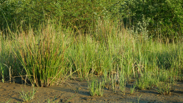 Drought wetland, swamp clay rushes Juncus drying up cracked soil crust earth climate change, environmental disaster and earth cracks, death for plants tree wood, soil dry degradation pond lake