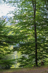 Fototapeta premium Dense forest with tall trees in a yellow field