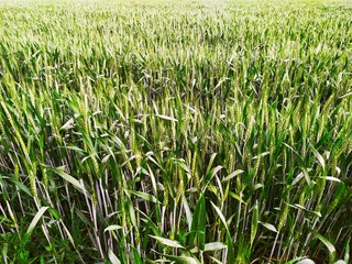 Green lush planted a field od wheat
