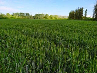 Green lush planted a field od wheat