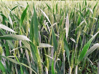 Fototapeta premium Green lush planted a field od wheat