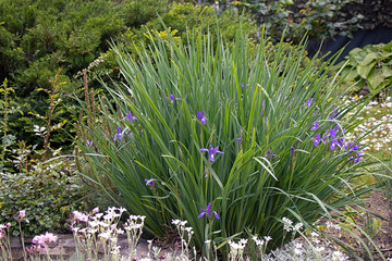 Fototapeta premium A lush bush of swampy iris that grows near the water