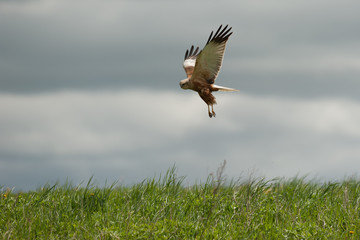 soaring eagle hunting in the field on a sunny day.