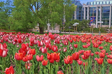 tulips in the park
