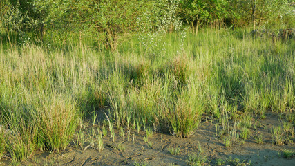 Drought wetland, swamp clay rushes Juncus drying up cracked soil crust earth climate change,...