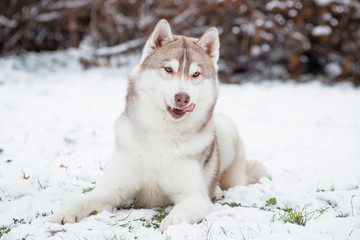 Siberian husky dog lies and licks
