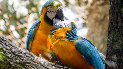Couple or family family of colorful macaw parrots kissing or feeding each other in the zoo aviary