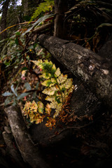 tree in the forest