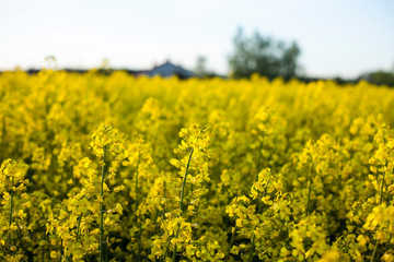 blooming rapeseed field,rural landscape