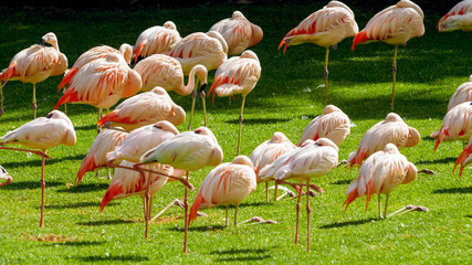 Pink flamingo birds standing on the grass at park