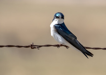 A close up view of a Tree Swallow resting on a barbed wire fence.